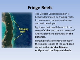 Fringe Reefs
   The Greater Caribbean region is
   heavily dominated by fringing reefs.
   In many cases these are extensive
   and well developed.
   Eg. those that parallel much of the
   coast of Cuba, and the east coasts of
   Andros Island and Eleuthera in The
   Bahamas.
   Fringing reefs also encircle most of
   the smaller islands of the Caribbean
   region such as Aruba, Bonaire,
   Antigua, and the Cayman Islands.
 
