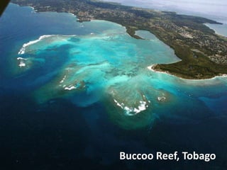 Buccoo Reef, Tobago
 