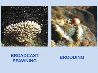 Spawn Brooding Coral reefs | PPT