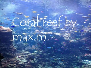 coral reef
Coral reef by
max.m
 
