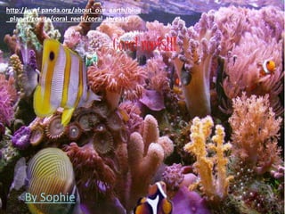 Coral reefs!!!
By Sophie
http://wwf.panda.org/about_our_earth/blue
_planet/coasts/coral_reefs/coral_threats/
 