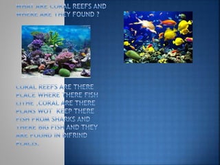 Coral reefs Wiorika