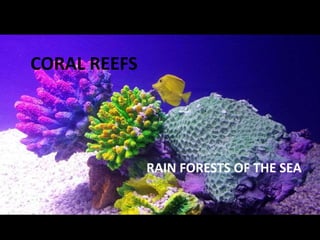 CORAL REEFS
RAIN FORESTS OF THE SEA
 