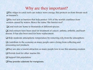 Why are they important?
.
The ridges in coral reefs can reduce wave energy, this protects us from threats such
as tsunami’s.
The reef acts as barriers that help protect 14% of the worlds coastlines from
erosion caused by waters. Hence the name “the barrier reef”.
Coral reefs are home to thousands of different species.
Coral extracts have been used for treatment of cancer, asthma, arthritis, and heart
disease. It has also been used for bone replacement.
 Help moderate atmospheric temperature by removing 𝐶𝑂2 from the atmosphere.
 Contribute to the economy as many people earn a living from collecting and
processing reef products.
They are also a tourist attraction as many people love to see this amazing creation
 Provide food for other marine life.
 Support fish population.
They provide substrate for mangroves.
 
