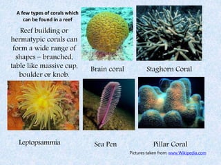 A few types of corals which
can be found in a reef
Reef building or
hermatypic corals can
form a wide range of
shapes – branched,
table like massive cup,
boulder or knob.
Brain coral
Sea PenLeptopsammia Pillar Coral
Staghorn Coral
Pictures taken from: www.Wikipedia.com
 