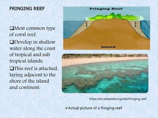 FRINGING REEF
Most common type
of coral reef.
Develop in shallow
water along the coast
of tropical and sub
tropical islands.
This reef is attached,
laying adjacent to the
shore of the island
and continent.
https://en.wikipedia.org/wiki/Fringing_reef
Actual picture of a fringing reef
 