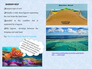 BARRIER REEF
Largest type of reef
Usually a wide deep lagoon separating
the reef from the land mass.
parallel to the coastline but is
separated by a lagoon.
The lagoon develops between the
fringing reef and land.
E.g: The Great Barrier Reef of Australia
http://www.airwhitsunday.com.au/the-great-barrier-
reef- marine-park
 