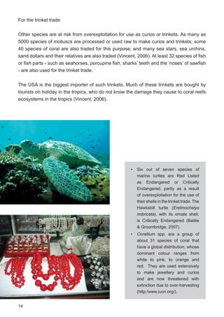 14
For the trinket trade
Other species are at risk from overexploitation for use as curios or trinkets. As many as
5000 species of molluscs are processed or used raw to make curios and trinkets; some
40 species of coral are also traded for this purpose; and many sea stars, sea urchins,
sand dollars and their relatives are also traded (Vincent, 2006). At least 32 species of fish
or fish parts - such as seahorses, porcupine fish, sharks’ teeth and the ‘noses’ of sawfish
- are also used for the trinket trade.
The USA is the biggest importer of such trinkets. Much of these trinkets are bought by
tourists on holiday in the tropics, who do not know the damage they cause to coral reefs
ecosystems in the tropics (Vincent, 2006).
• Six out of seven species of
marine turtles are Red Listed
as Endangered or Critically
Endangered, partly as a result
of overexploitation for the use of
their shells in the trinket trade. The
Hawksbill turtle (Eretmochelys
imbricata), with its ornate shell,
is Critically Endangered (Baillie
& Groombridge, 2007).
• Corallium spp. are a group of
about 31 species of coral that
have a global distribution, whose
dominant colour ranges from
white to pink, to orange and
red. They are used extensively
to make jewellery and curios
and are now threatened with
extinction due to over-harvesting
(http:/www.iucn.org/).
 