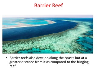 Barrier Reef
• Barrier reefs also develop along the coasts but at a
greater distance from it as compared to the fringing
reef
 