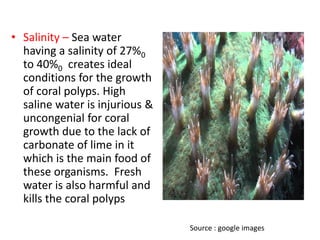 • Salinity – Sea water
having a salinity of 27%0
to 40%0 creates ideal
conditions for the growth
of coral polyps. High
saline water is injurious &
uncongenial for coral
growth due to the lack of
carbonate of lime in it
which is the main food of
these organisms. Fresh
water is also harmful and
kills the coral polyps
Source : google images
 