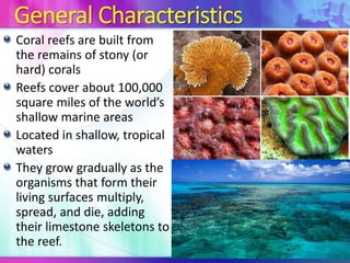 The 5 Different Types Of Coral Reefs With Examples PPT Coral Reefs