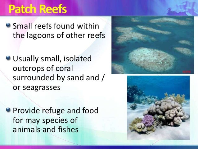 Coral reefs theory, types, formation