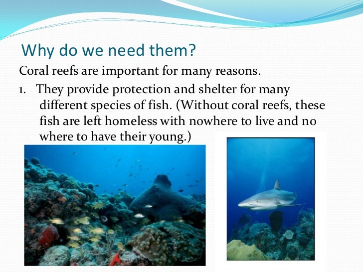 About the Bahamas Coral Reefs