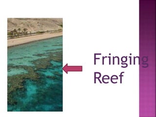 Fringing
Reef
 