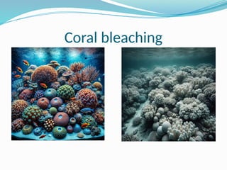 Coral bleaching
 