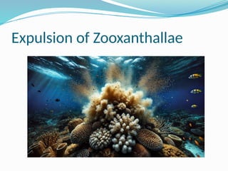 Expulsion of Zooxanthallae
 