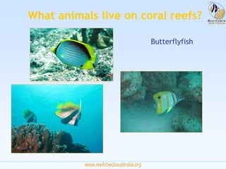 www.reefcheckaustralia.org
What animals live on coral reefs?
Butterflyfish
 