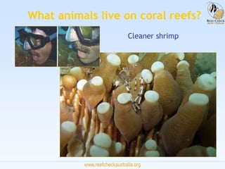www.reefcheckaustralia.org
Cleaner shrimp
What animals live on coral reefs?
 
