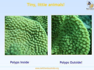 www.reefcheckaustralia.org
Polyps Outside!Polyps Inside
Tiny, little animals!
 