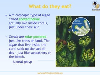 www.reefcheckaustralia.org
What do they eat?
• A microscopic type of algae
called zooxanthellae
actually live inside coral...