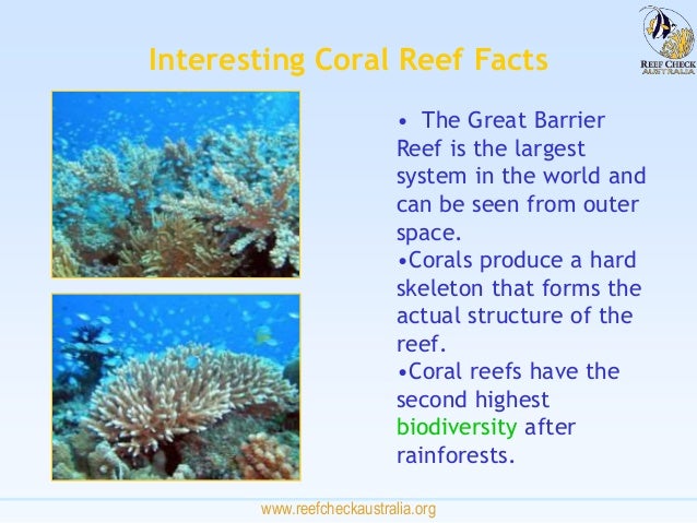 Coral reefs and_their_marine_families