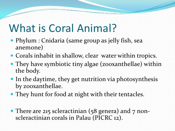 Coral reefs & bleaching