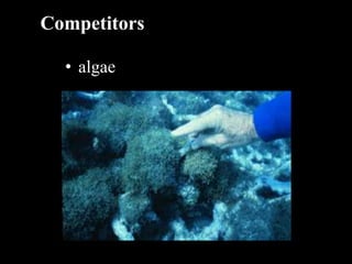 Competitors

  • algae
 