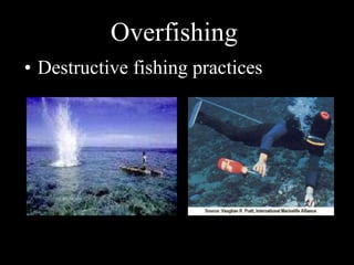 Overfishing
• Destructive fishing practices
 