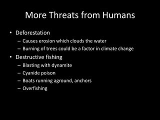 More Threats from Humans
• Deforestation
   – Causes erosion which clouds the water
   – Burning of trees could be a factor in climate change
• Destructive fishing
   –   Blasting with dynamite
   –   Cyanide poison
   –   Boats running aground, anchors
   –   Overfishing
 