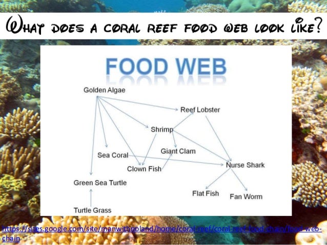 coral reefs by maia
