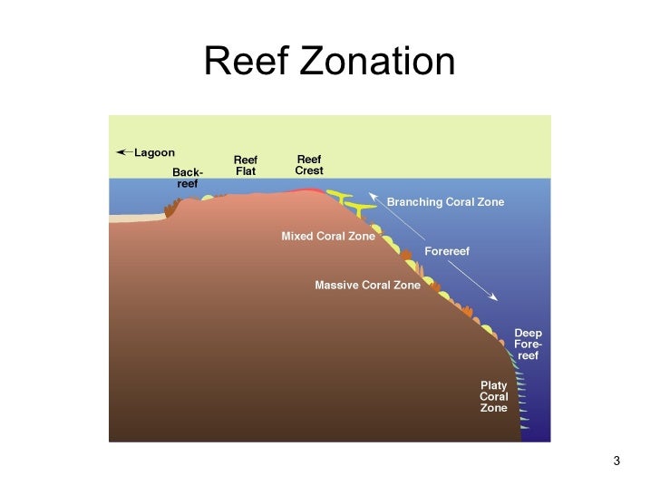 Coral Reef Zonation