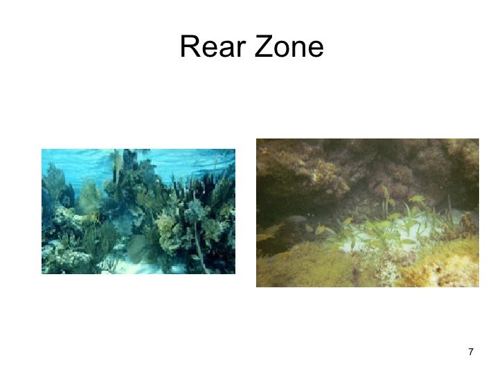 Coral Reef Zonation