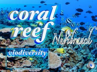 Coral reff's beauties