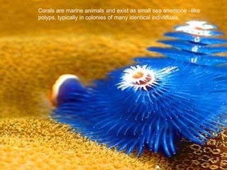 Corals are marine animals and exist as small sea anemone –like polyps, typically in colonies of many identical individuals.  