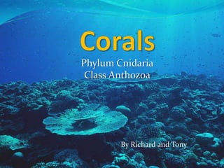 Phylum Cnidaria
 Class Anthozoa




        By Richard and Tony
 