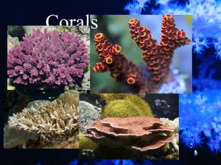 Corals
 