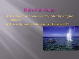 ☻ The mouth of a coral is surrounded by stinging
  tentacles
☻ This is dynamite fishing which kills coral 
 