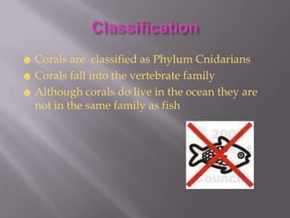 ☻ Corals are classified as Phylum Cnidarians
☻ Corals fall into the vertebrate family
☻ Although corals do live in the ocean they are
  not in the same family as fish
 