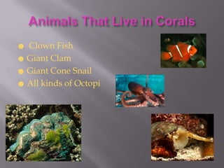 ☻ Clown Fish
☻ Giant Clam
☻ Giant Cone Snail
☻ All kinds of Octopi
 