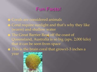 ☻ Corals are considered animals
☻ Coral require sunlight and that’s why they like
  (warm) and shallow water
☻ The Great Barrier Reef off the coast of
  Queensland, Australia is so big (apx. 2,000 kilo)
  that it can be seen from space
☻ This is the brain coral that grows1-3 inches a
  year
 
