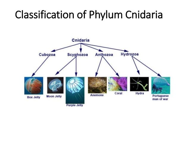 Coral taxonomy