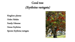 Coral tree
(Erythrina variegata)
Kingdom: plantae
Order: Fabales
Family: Fabaceae
Genus: Erythrina
Species: Erythrina variegata
 