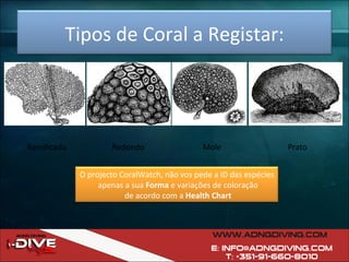 Ramificado Redondo Mole Prato Tipos de Coral a Registar: O projecto CoralWatch, não vos pede a ID das espécies apenas a sua  Forma  e variações de coloração de acordo com a  Health Chart 