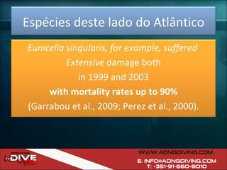 Espécies deste lado do Atlântico Eunicella singularis, for example, suffered  Extensive  damage both in 1999 and 2003  with mortality rates up to 90% (Garrabou et al., 2009; Perez et al., 2000). 