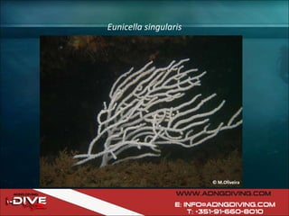 Eunicella singularis 