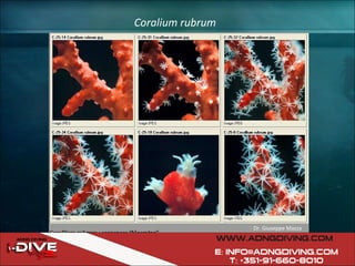 Coralium rubrum Dr. Giuseppe Mazza 