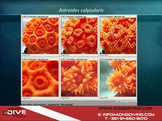 Astroides calycularis Dr. Giuseppe Mazza 