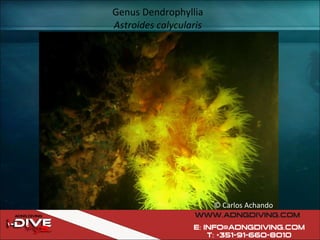 Genus Dendrophyllia  Astroides calycularis   © Carlos Achando 