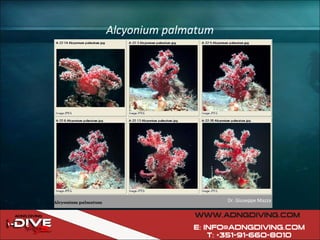 Alcyonium palmatum Dr. Giuseppe Mazza 