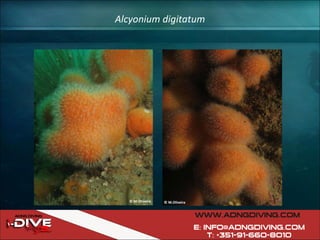 Alcyonium digitatum 